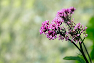 Close-up of delicate pink wildflowers with soft focus background in natural outdoor setting