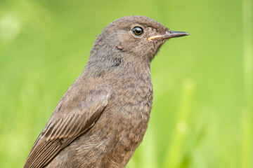 Hausrotschwanz Portrait