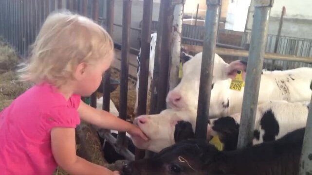 A little girl on a farm plays with newly born calves, talking to them and letting them suck her hands