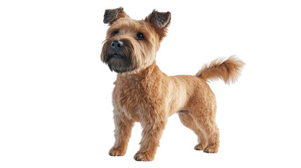 3D realistic of Soft Coated Wheaten Terrier wagging tail
