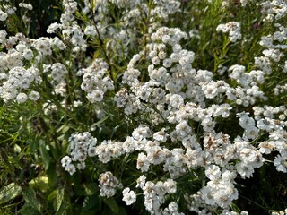 white flowers in the garden