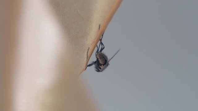 The fly on the sticky tape is a personification of the futility of the struggle. The gray background reinforces the sense of inevitability of the finale.