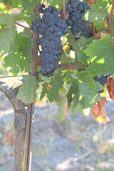 otoño parra vid uva bodega cosecha vendimia