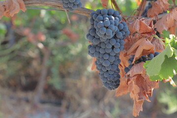 uva negra racimo cosecha vendimia otoño