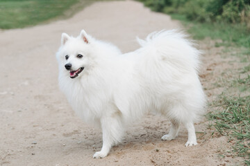 white Japanese Spitz dog walks on country road