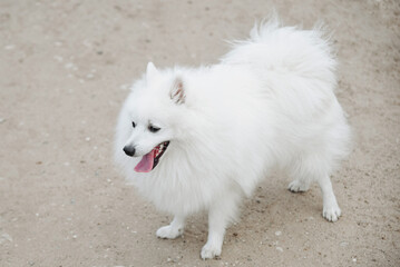 Fototapeta premium white Japanese Spitz dog walks on country road