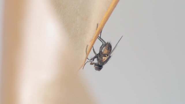 The sticky tape against the gray wall has become the final battlefield for the fly. Its limbs frozen in impotent resistance.