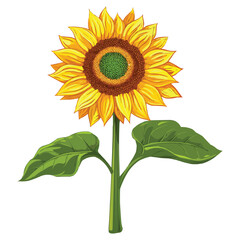 Obraz premium Sunflower vector isolated on white background