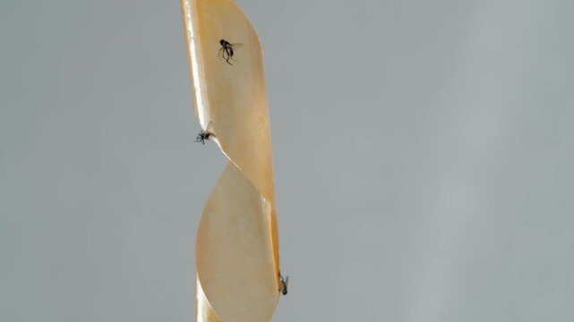 The flies on the tape is a symbol of futility. Gray walls frame the scene of fruitless struggle. The insect's body is contorted in an unnatural pose.