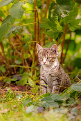 cat, kitten, cat session, garden © TomaszGwóźdźFoto