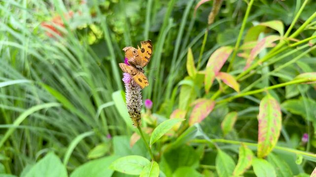 Peacock Pansy or Junonia almana butterfly perched on blooming pink flower in the lush garden and collects nectar. Slow motion video captures the yellow butterfly in its natural environment