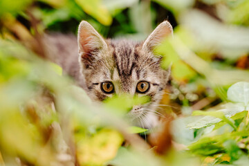 cat, kitten, cat session, garden © TomaszGwóźdźFoto