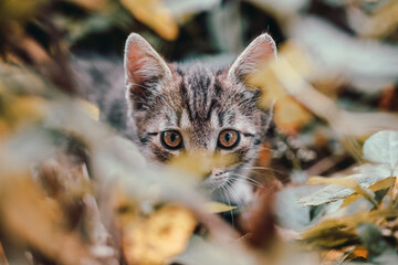 cat, kitten, cat session, garden © TomaszGwóźdźFoto