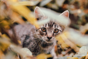 cat, kitten, cat session, garden
