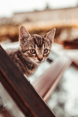 cat, kitten, cat session, garden