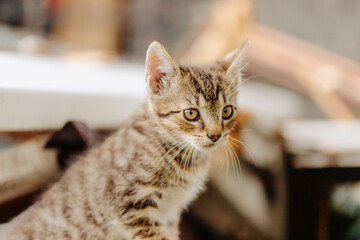 cat, kitten, cat session, garden