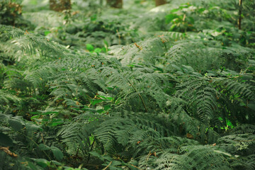 Green fern in the forest