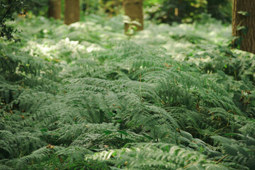 Green fern in the forest