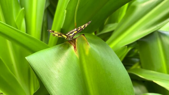 Thoas Swallowtail butterfly sitting on the green leaf in the lush tropical garden. Slow motion video captures exotic butterfly in its natural environment