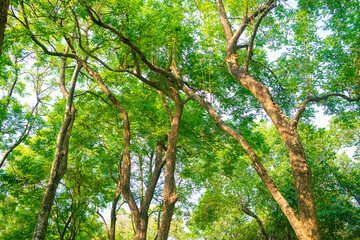 Green tropical rainforest in city park sun light
