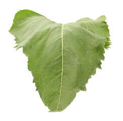 One green sunflower leaf isolated on white