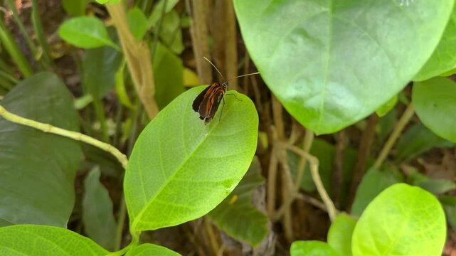 Heliconius Numata butterfly sitting on the green leaf in the lush tropical garden. Slow motion video captures exotic black orange butterfly in its natural environment