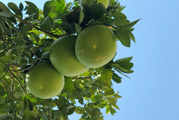 Ripening green pomelo fruits hanging on tree in summertime