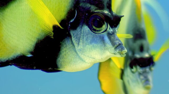 Series of vibrant close-up shots capturing details of stunning tropical fish swimming in clear blue aquarium. Fish showcase vivid colors and intricate patterns providing glimpse into underwater beauty
