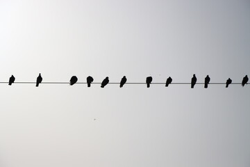 Pigeons silhouette on an electric wire.