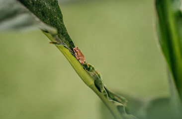 Tiny frog in stem of green plant