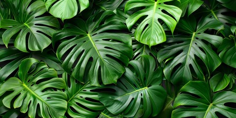 Fototapeta premium Dense green monstera leaves create a lush background, showcasing various leaf shapes and sizes, ideal for creating a tropical or natural ambiance. Copy space.