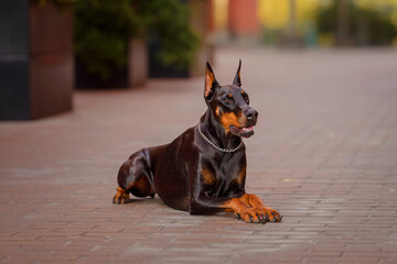Doberman dog in the city in a brick yard