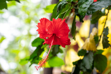 Obraz premium Red hibiscus flower on a green background. In the tropical garden