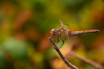 close up of dragonfly