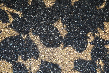 道に映る草の影