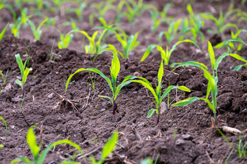 Young corn plants growing on the field, corn farm