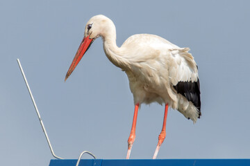 Storch begutachtet einen Blitzableiter