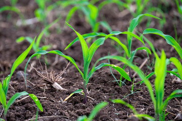 Young corn plants growing on the field, corn farm