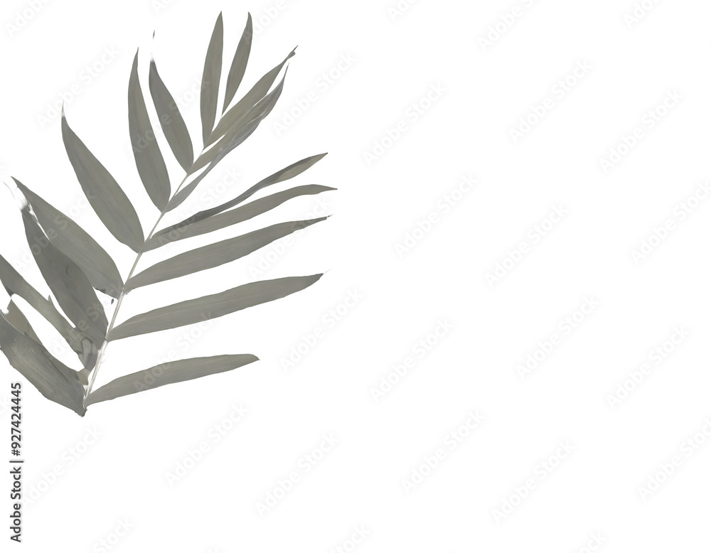 Poster botanic shadows overlay on a white isolated background. generative ai.