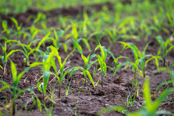 Young corn plants growing on the field, corn farm