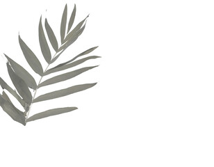 Botanic shadows overlay on a white isolated background. Generative AI.