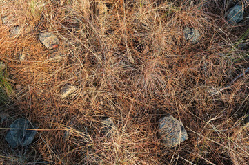 Dried pine needles and rocks on the ground in the forest