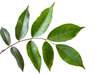 Botanical branch and leaves. Generative AI.