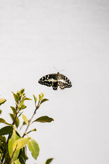Butterfly flying around green plants