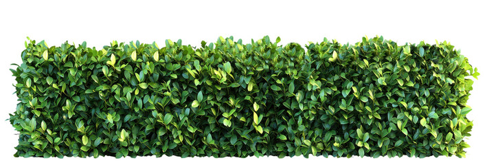 Dense green hedge with lush foliage forming a natural garden barrier isolated on transparent background clipart