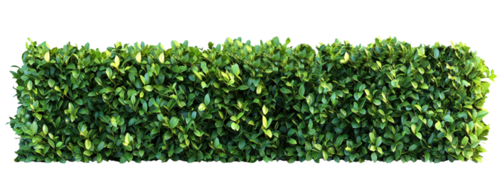 Dense green hedge with lush foliage forming a natural garden barrier isolated on transparent background clipart