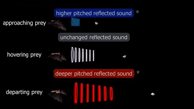 Echolocation of lesser horseshoe bats