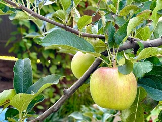 apples ripen on a branch in the garden