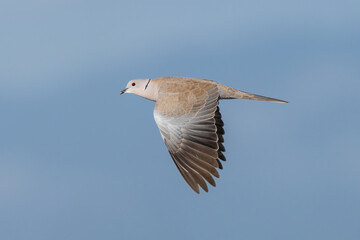 Eurasian Collared Dove in flight. The Eurasian collared dove (Streptopelia decaocto) is a dove species native to Europe and Asia