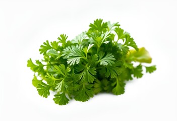 Vibrant Cilantro Bunch Isolated on Transparent Background